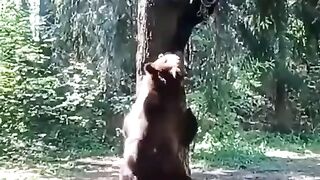 Tense man chased by bear on tree