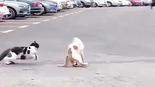 Whenever you face a problem, remember this cat.
