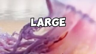 Jellyfish vs. Sun： The Unexpected Truth! ☀️