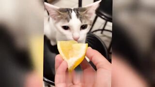 The funniest animals will make you laugh until you cry