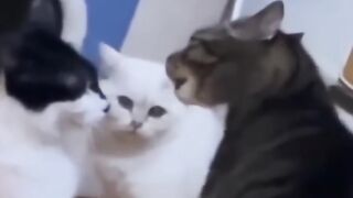 funny animals video