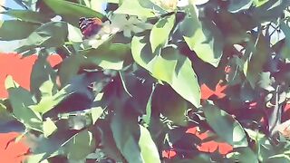 فراااش
