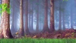 beautiful nature