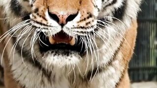 فخامة الأسد His Excellency the Lion