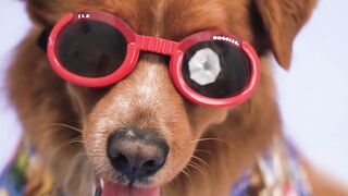 These are probably the world's smartest dogs