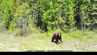 What Happens When WILD Animals See a Drone Part 4