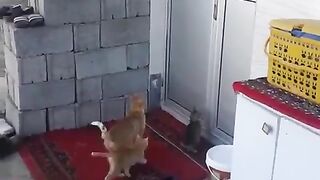 Nothing is impossible for cats#