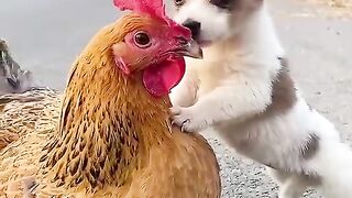 Chicken and dog relationship see for yourself