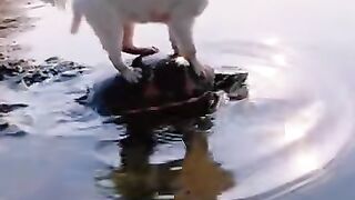 Puppy