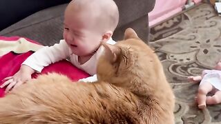 cat hits