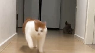 Funny clip