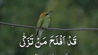 Alquran aesthetics