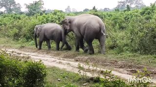 Mad Wild Elephants in Village