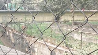 Alipore Zoo & Royal Bengal Tiger