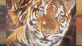 Tiger Hit by sandals