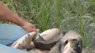 Why do farmers put a lot of fish in the rice fields?