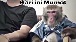 dubbing si monyet dan tuannya