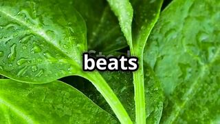 Top Foods to Strengthen Your Bones