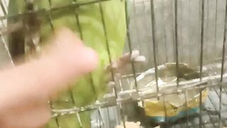 Beautiful parrot voice