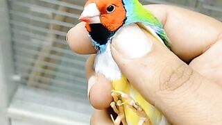 Beautiful parrot voice