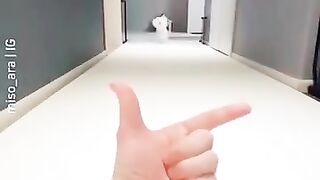 Funniest Cats 2023 #shorts #funny #shortvideos #febspot