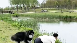dog funny moments