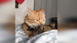 A Hilarious Showcase of the Funniest Pet Videos