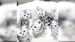 Baby Cats - Cute and Funny Cat Videos Compilation