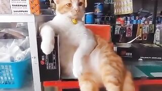 cat in a resting mood