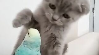 Beautiful cat's baby play with Australian parrot