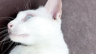 Cat In dribbling mode????????