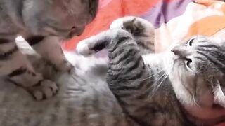 cat take care of her partner