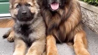 Dog video