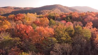 Trees and hills
