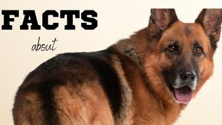 What You Need To Know About German Shepherd
