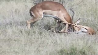 First Time Ever! Hyena Receive Too Bitter Ending But Worthy When Fighting With Leopard Over Prey