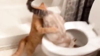 Funniest video of pets animals .. cute cate,dog and monkey
