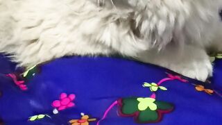 What is Female Cat Called