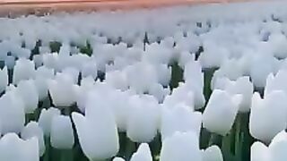 Beauty of the Tulips