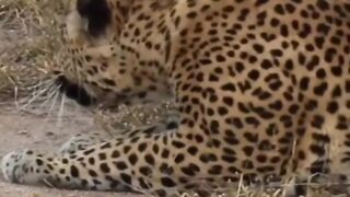 Hunting skills