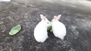 Rabbits ????????
