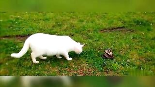 Snake vs Cat real figh Highlight