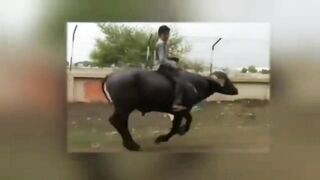 Pakistani funny video