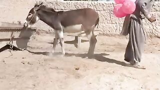 donkey funny video top comedy entertainment in village try not to laugh.