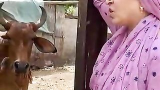 COW ON PETROL