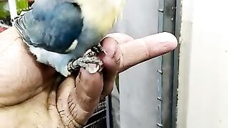 Parblue lovebird chick