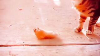 Cat And Rat Funny Compilation 2023 | Fighting Animals Videos | Animals Funny Videos #shorts #animals