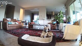 When Mercy the Dog Is Busted Chewing on a Picture, Her Cat Accomplices Cover Up for Her