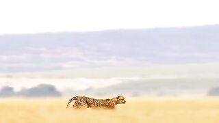 Tiger ????