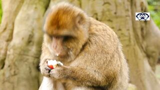 Funny monkey